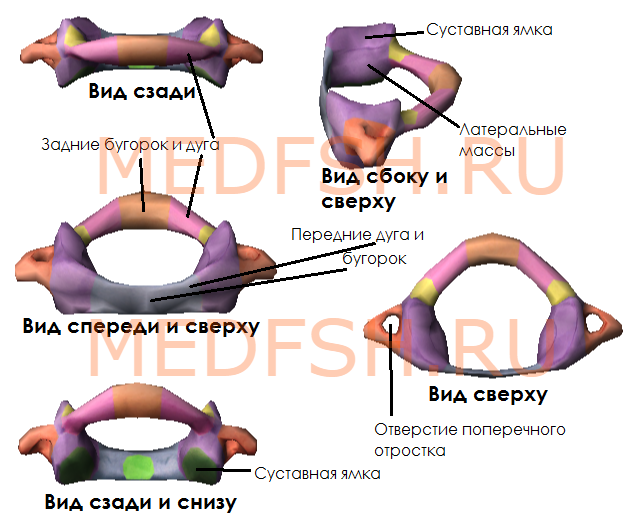 Строение первого шейного позвонка, или атланта (задние и передние бугорки и дуга, латеральные массы, суставные ямки, отверстия поперечного отростка)