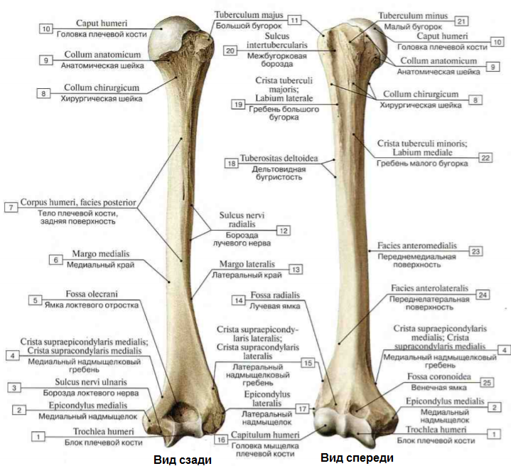 Анатомия плечевой кости