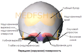 Лобные бугры при рахите фото