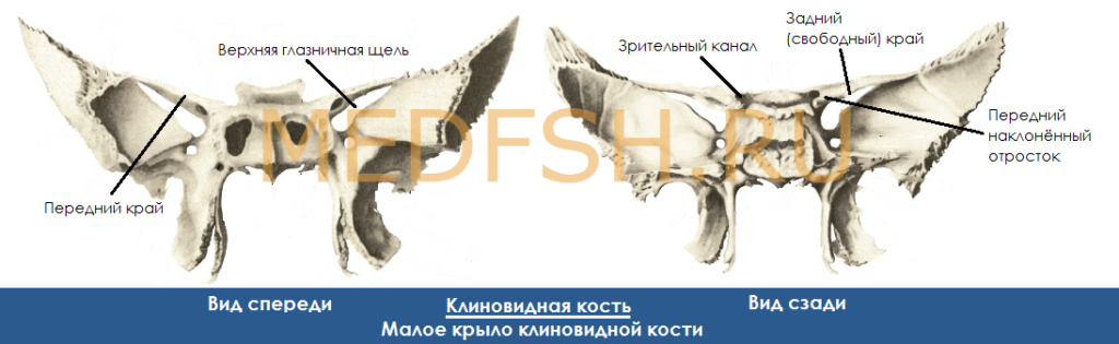 Малое крыло клиновидной кости, вид сзади и спереди