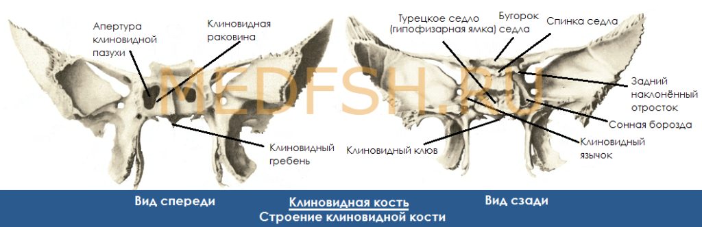 Строение клиновидной кости, вид сзади и спереди