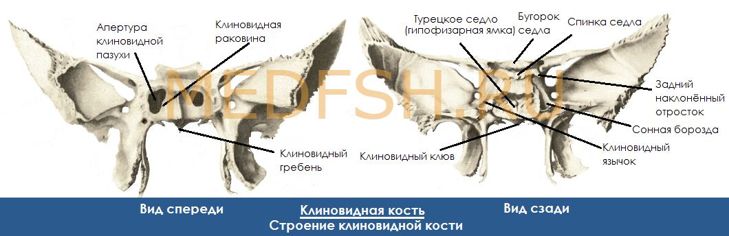 Строение клиновидной кости, вид спереди и сзади