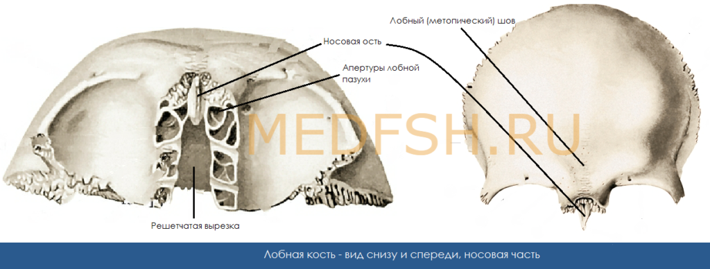 Лобная кость, вид снизу и спереди, носовая часть