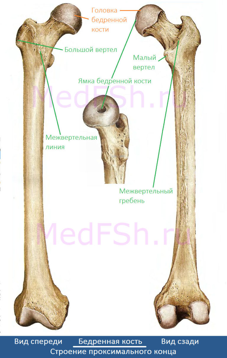 Вертел бедренной кости фото