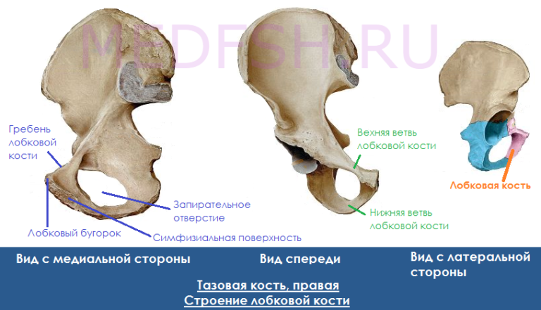 Лобковая кость у женщин фото