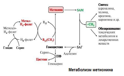 Метаболизм метионина