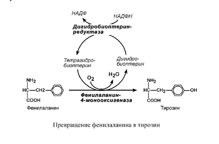 Превращение фенилаланина в тирозин