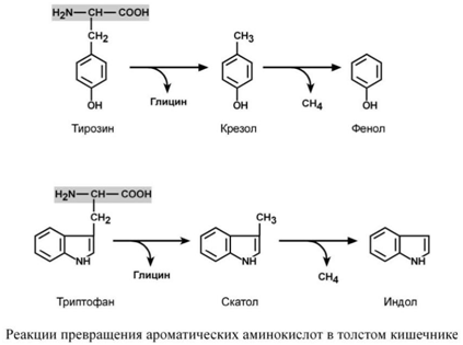 prevrashhenie aminoksilot