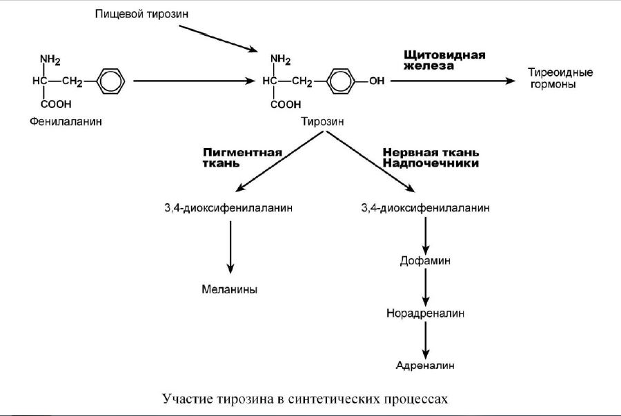 Участие тирозина в синтетических процессах