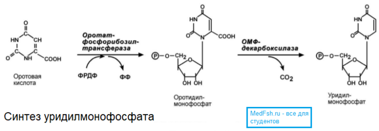 Схема образования 5 цмф