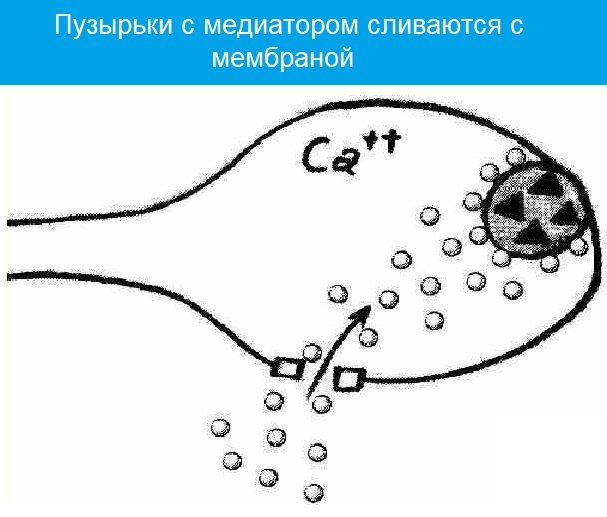 Пузырьки с медиатором сливаются с мембраной