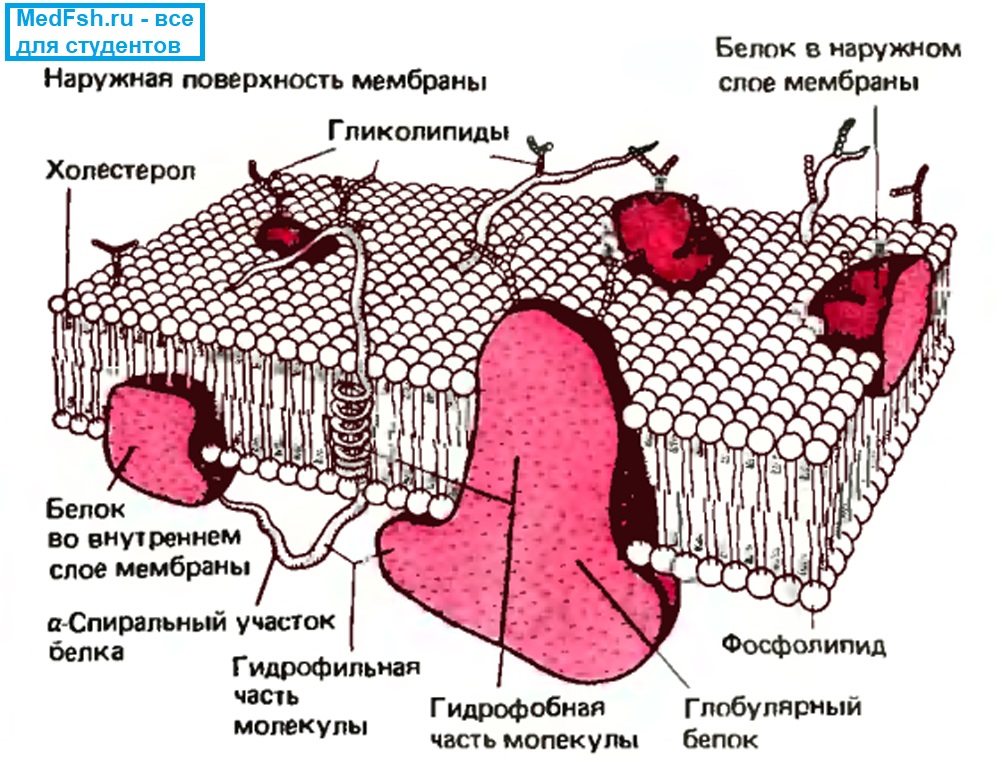 Схематическое изображение клеточной мембраны
