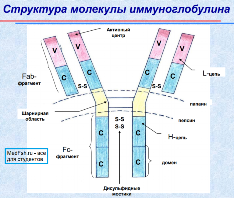 Схема иммуноглобулина g