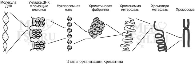 Этапы организации хроматина