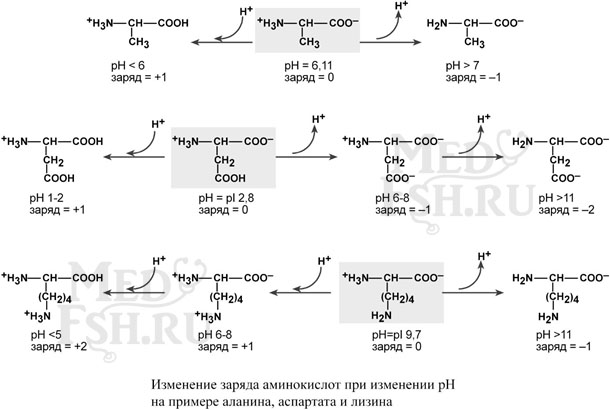 Изменение заряда аминокислот при изменении pH