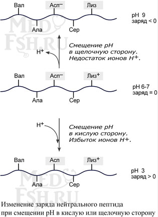 Изменение заряда нейтрального пептида при смещении pH