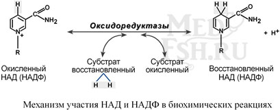 Механизм участия НАД и НАДФ в биохимических реакциях