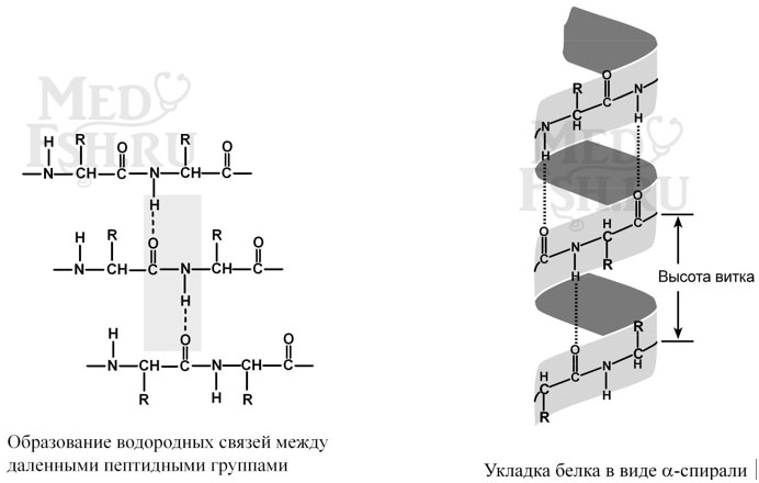 Образование водородных связей и строение альфа-спирали