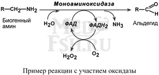 Пример реакции с участием оксидазы