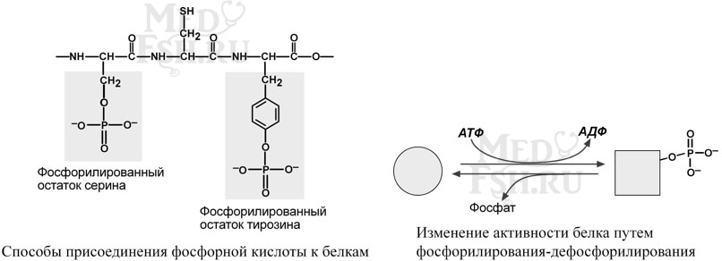Способы присоединения фосфорной кислоты к белкам, изменение активности белка путем фосфорилирования-дефосфорилирования