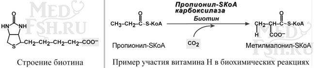 Строение биотина и пример участия витамина H в биохимических реакциях