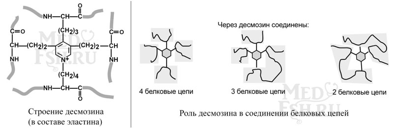 Строение десмозина, роль десмозина в соединении белковых цепей