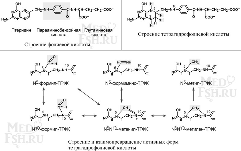 Строение фолиевой и тетрагидрофолиевой кислот и их взаимопревращение