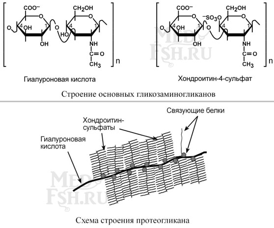 Строение основных гликозаминогликанов, строение протеогликана
