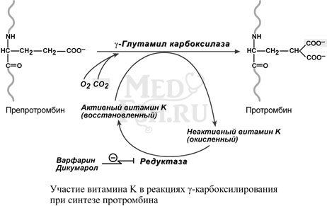 Участие витамина K в реакциях гамма-карбоксилирования при синтезе протромбина