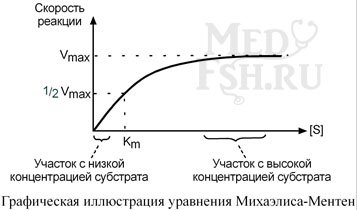 Графическая иллюстрация уравнения Михаэлиса-Ментен