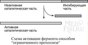 Схема активации фермента способом ограниченного протеолиза