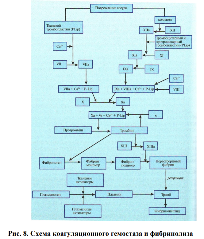 Схема коагуляционного гемостаза и фибринолиза