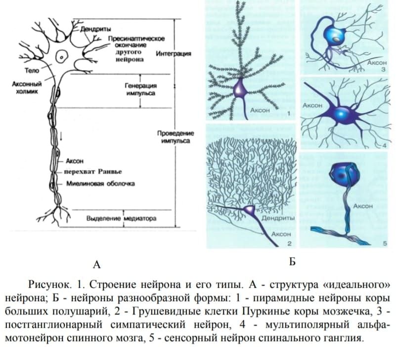 Строение нейрона и его типы
