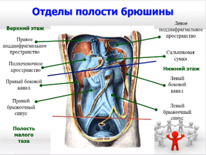 Отделы полости брюшины