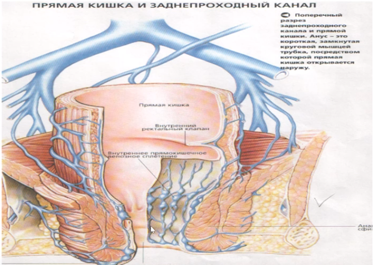 Кровоснабжение прямой кишки