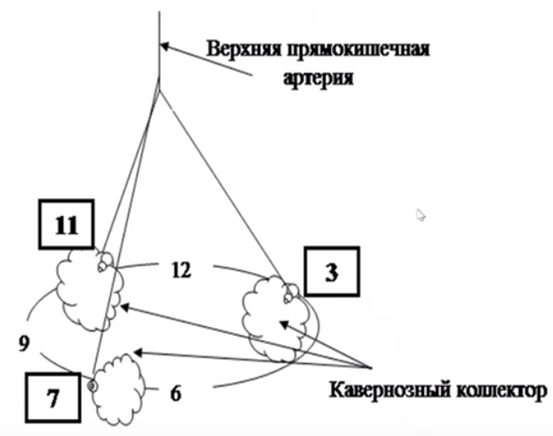 Кровоснабжение прямой кишки