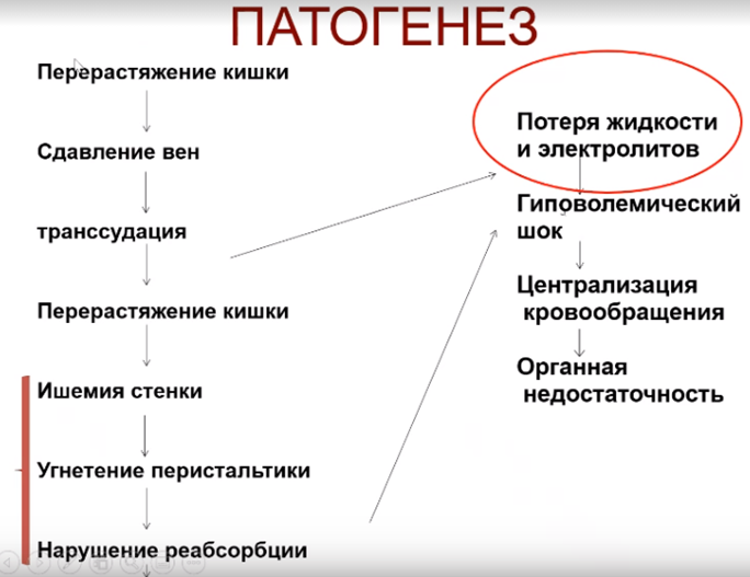 Патогенез острой кишечной непроходимости