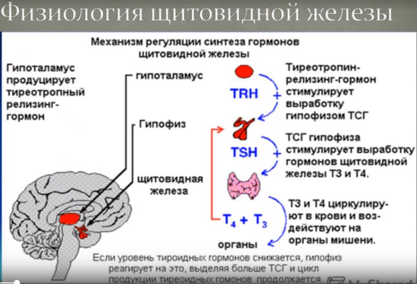 Физиология щитовидной железы