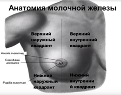 Квадранты молочной железы