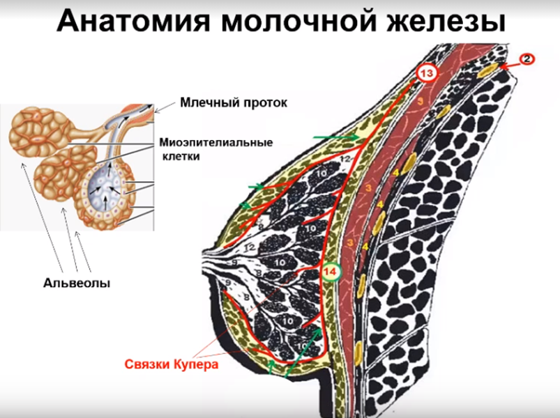 Анатомия молочной железы