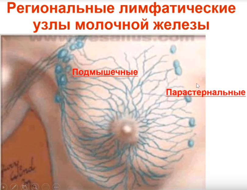 Региональные лимфатические узлы молочной железы