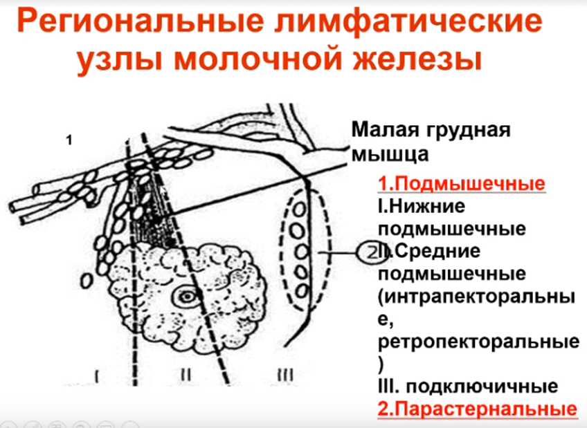 Региональные лимфатические узлы молочной железы
