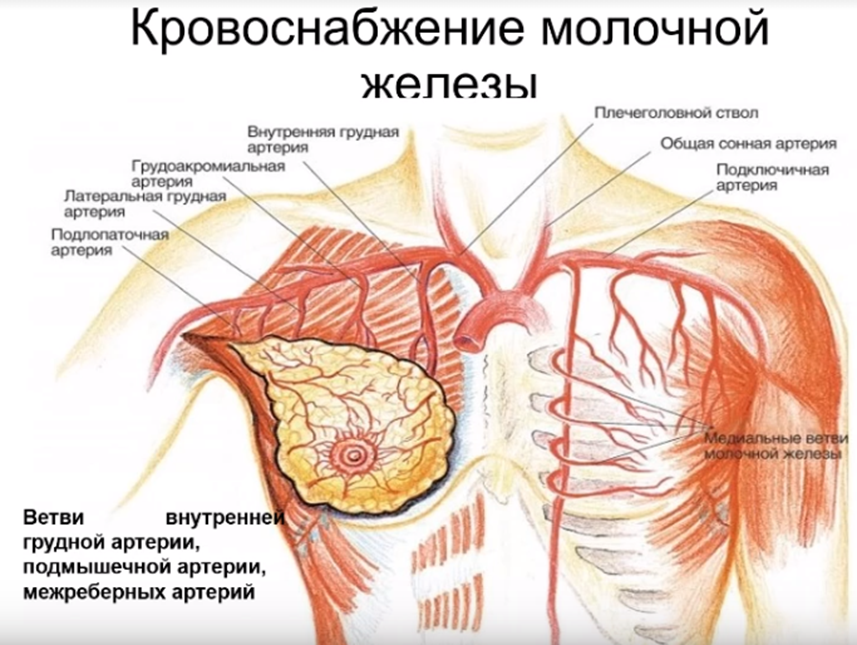 Кровоснабжение молочной железы