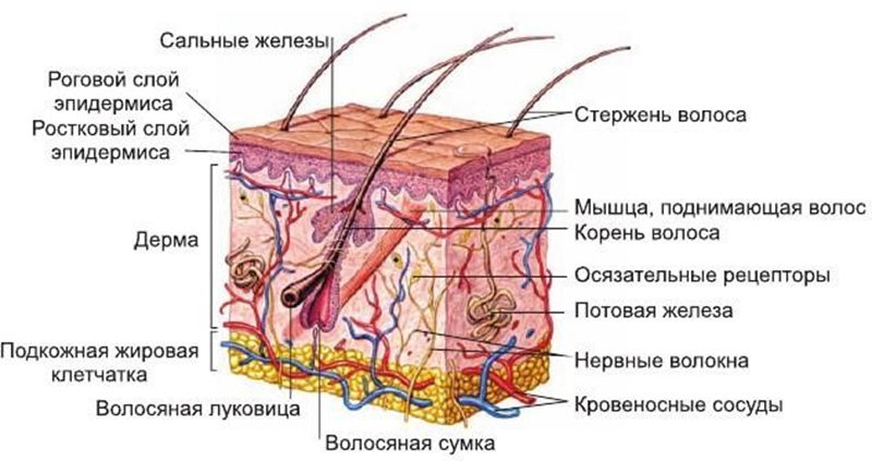 Строение кожи