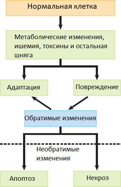 Изменения в клетке при повреждении