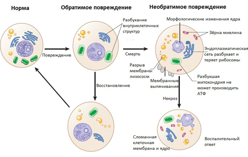 Клеточное повреждение