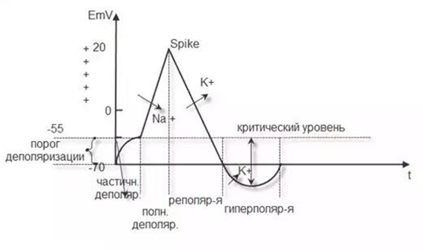 Физиология возбудимых тканей