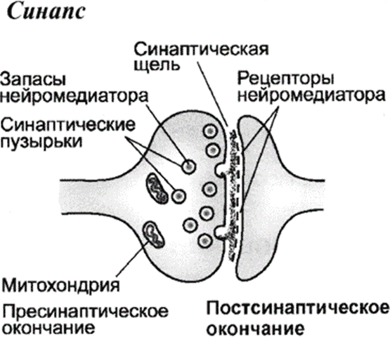 Синапс