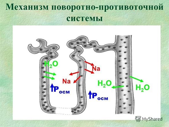 Механизм поворотно-противоточной системы
