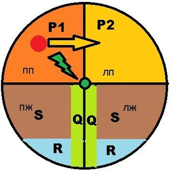 Проводящая система сердца, схематично